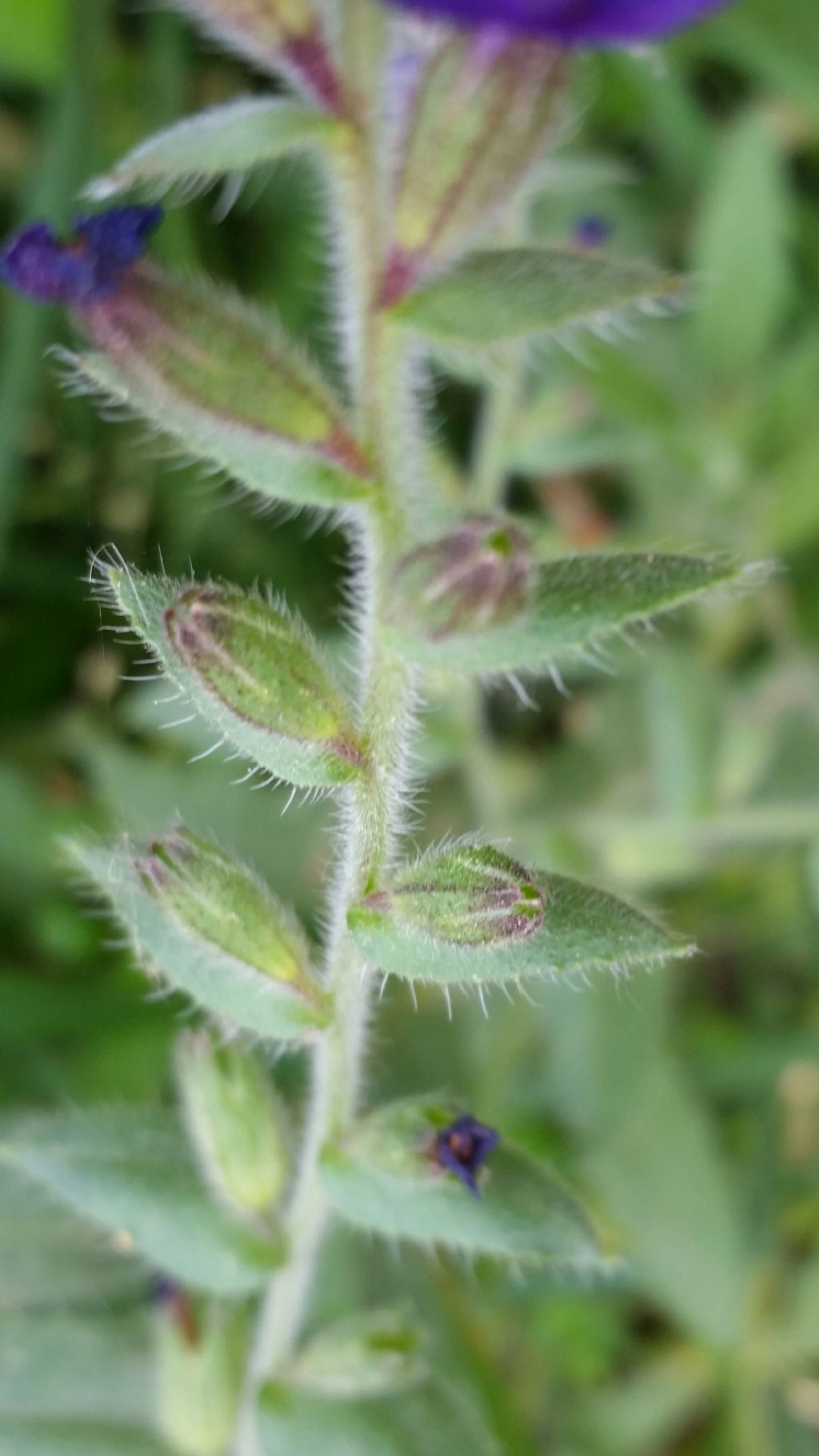 Anchusa undulata (Boraginaceae)